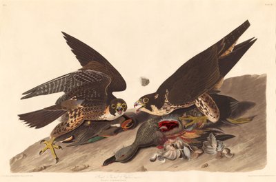 Great Footed Hawk, 1827 by Robert Havell