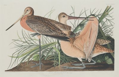 Great Marbled Godwit, 1835 by Robert Havell