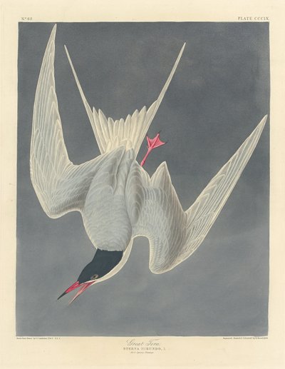Great Tern, 1836 by Robert Havell