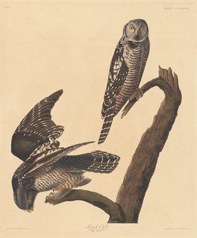 Hawk Owl by Robert Havell