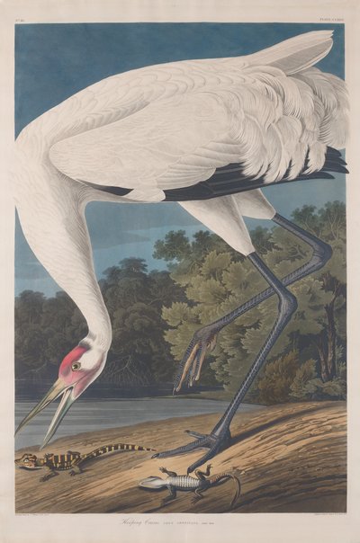 Hooping Crane by Robert Havell