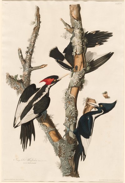 Ivory-billed Woodpecker by Robert Havell