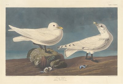 Ivory Gull, 1836 by Robert Havell