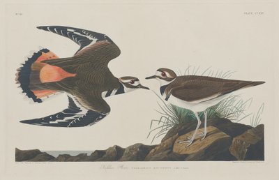 Kildeer Plover by Robert Havell