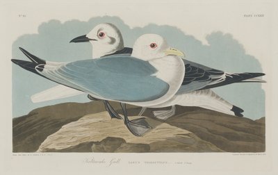 Kittiwake Gull by Robert Havell