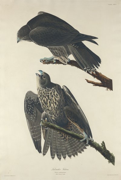 Labrador Falcon by Robert Havell