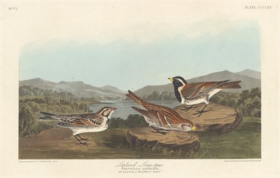 Lapland Longspur by Robert Havell