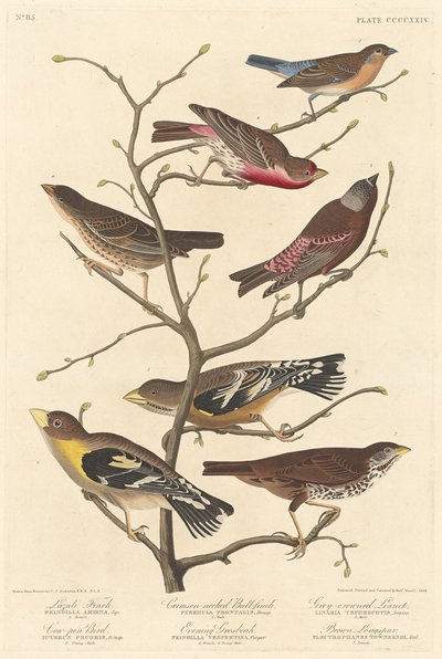Lazuli Finch by Robert Havell