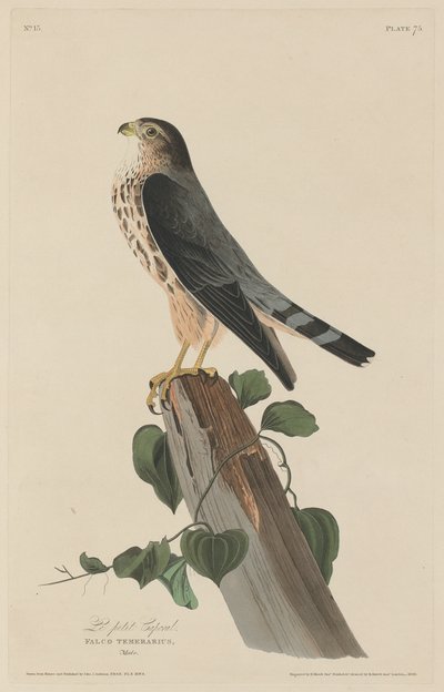 Le Petit Caporal, 1829 by Robert Havell