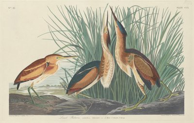 Least Bittern, 1834 by Robert Havell