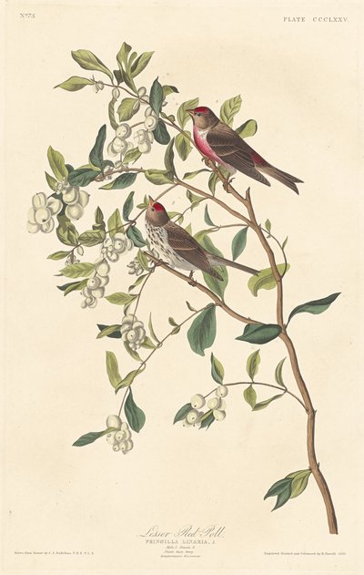 Lesser Red-poll by Robert Havell