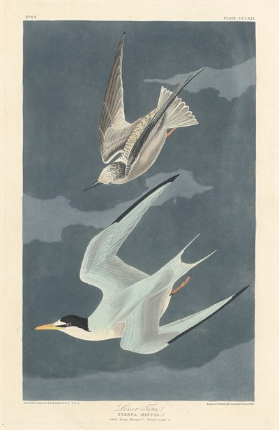 Lesser Tern by Robert Havell