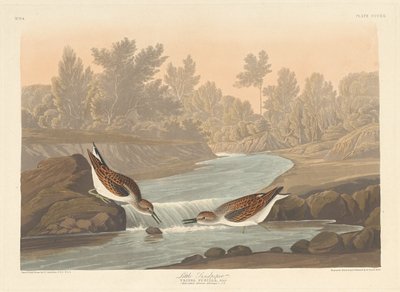Little Sandpiper by Robert Havell