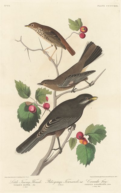 Little Tawny Thrush, 1838 by Robert Havell