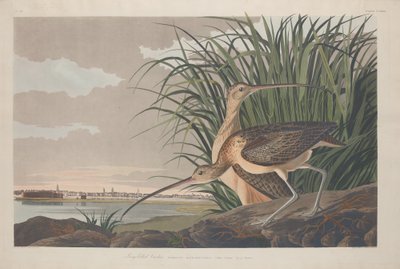 Long-billed Curlew, 1834 by Robert Havell