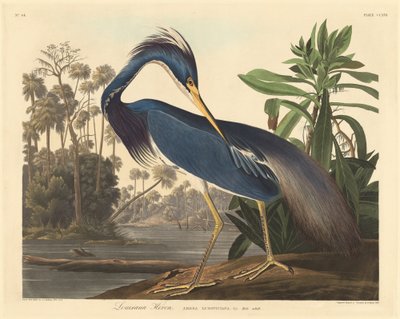 Louisiana Heron, 1834 by Robert Havell