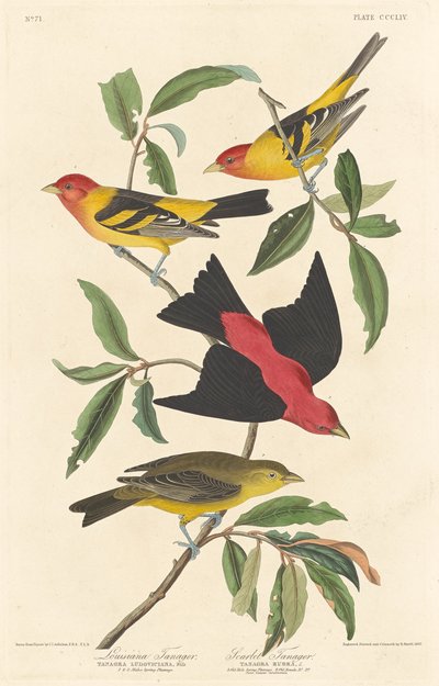 Louisiana Tanager and Scarlet Tanager by Robert Havell