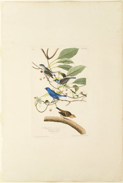 Male Indigo Bird by Robert Havell