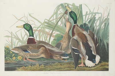 Mallard Duck by Robert Havell