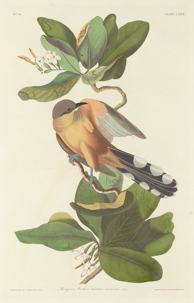 Mangrove Cuckoo, 1833 by Robert Havell