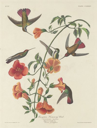 Mangrove Humming Bird by Robert Havell