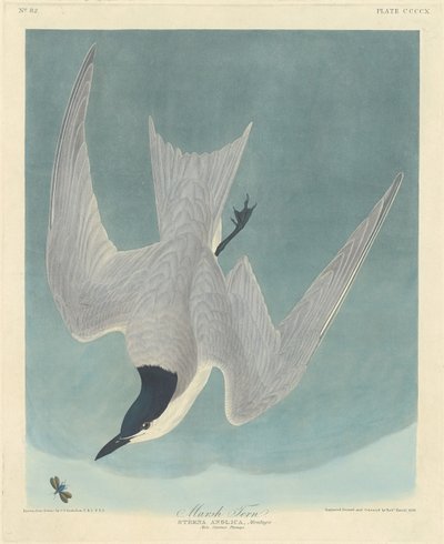 Marsh Tern by Robert Havell
