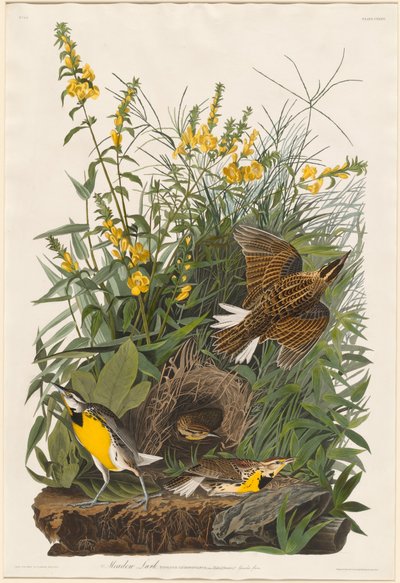 Meadow Lark by Robert Havell