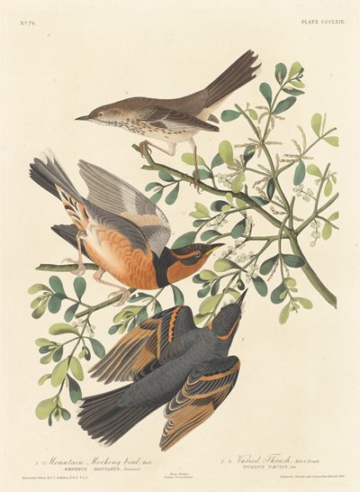 Mountain Mocking-bird and Varied Thrush by Robert Havell