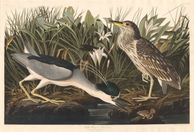Night Heron or Qua Bird by Robert Havell