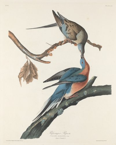 Passenger Pigeon by Robert Havell