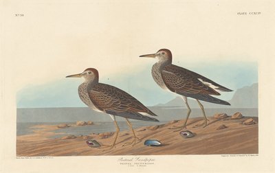 Pectoral Sandpiper by Robert Havell