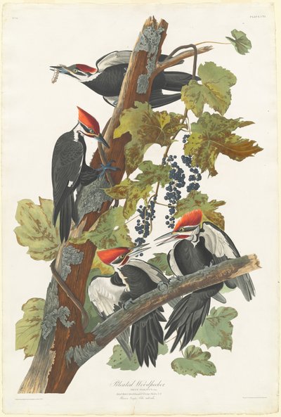 Pileated Woodpecker by Robert Havell