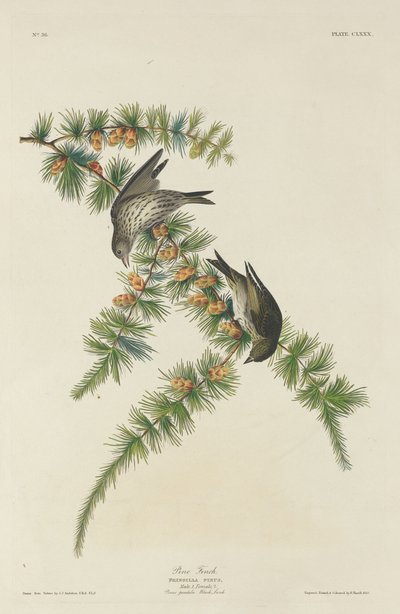 Pine Finch by Robert Havell