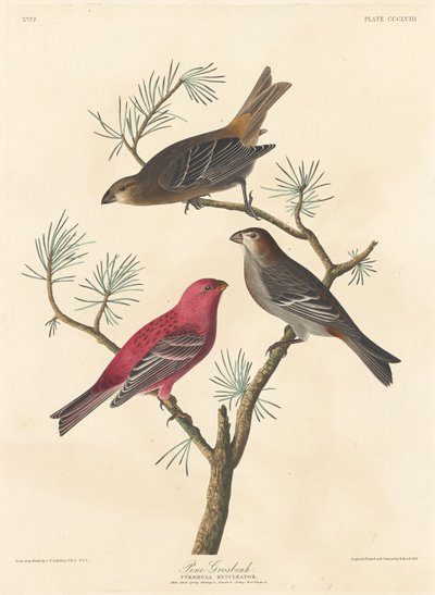 Pine Grosbeak, 1837 by Robert Havell