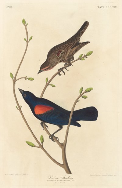Prairie Starling by Robert Havell