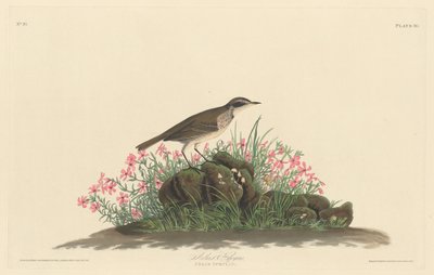 Prairie Titlark by Robert Havell