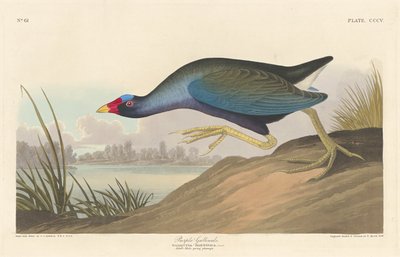 Purple Gallinule, 1836 by Robert Havell