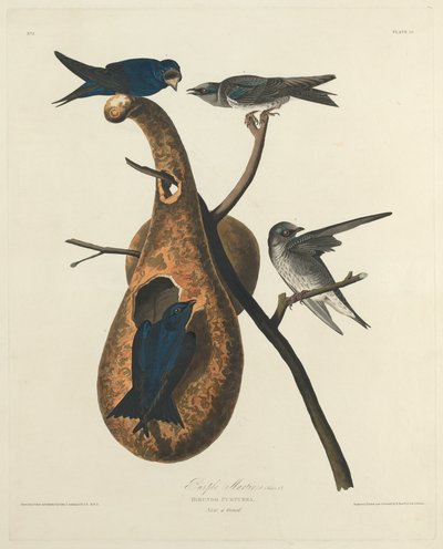 Purple Martin, 1827 by Robert Havell