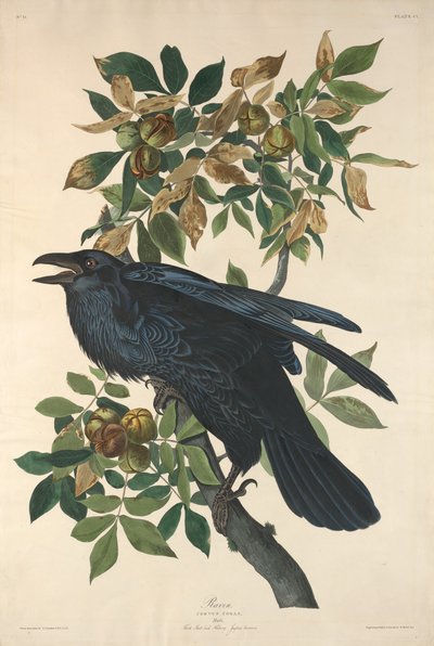 Raven, 1831 by Robert Havell