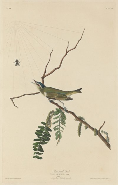 Red-Eyed Vireo, 1832 by Robert Havell