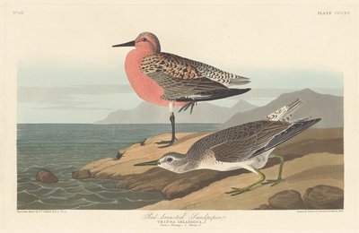 Red-breasted Sandpiper by Robert Havell