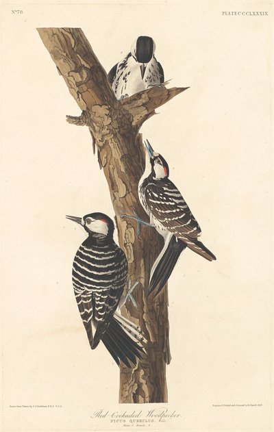 Red-cockaded Woodpecker by Robert Havell