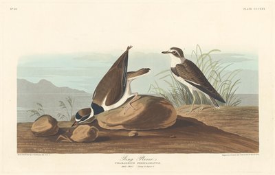 Ring Plover by Robert Havell