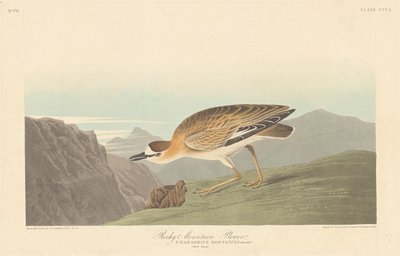 Rocky Mountain Plover by Robert Havell