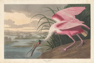 Roseate Spoonbill by Robert Havell