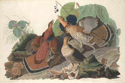 Ruffed Grouse by Robert Havell
