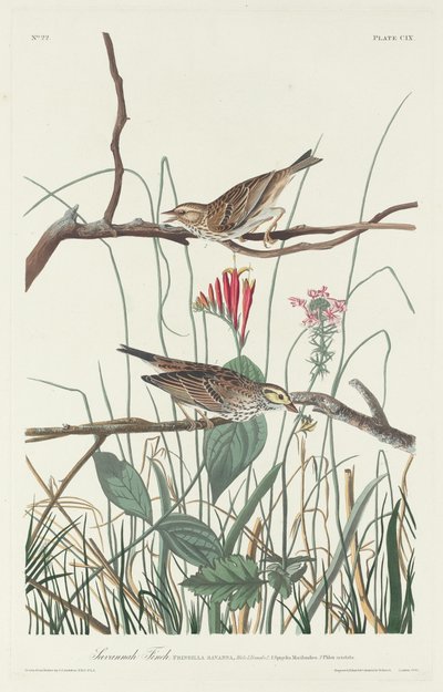 Savannah Finch, 1831 by Robert Havell