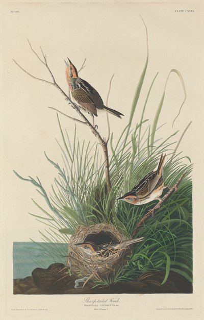 Sharp-Tailed Finch, 1832 by Robert Havell