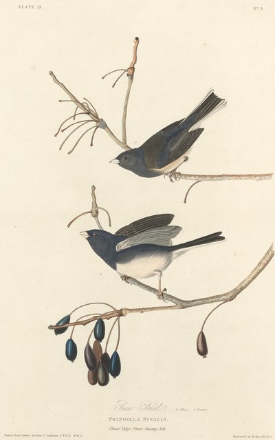 Snow-Bird by Robert Havell
