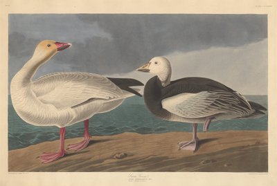 Snow Goose by Robert Havell